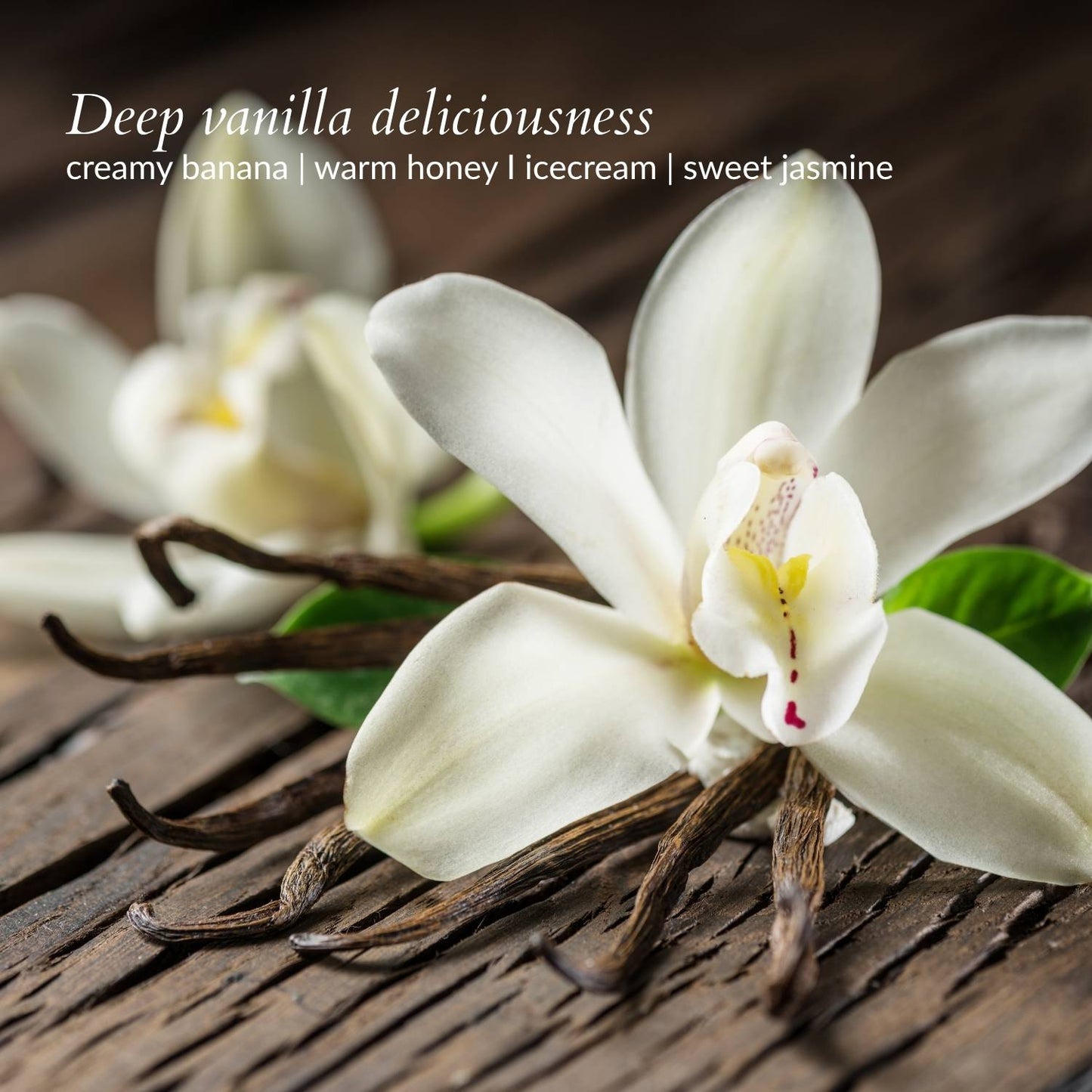 close up of a vanilla flower words deep vanilla deliciousness creamy banana warm honey ice cream sweet jasmine